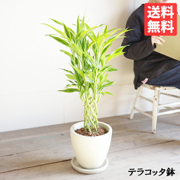 Rakuten - ミリオンバンブー 高級感あり アイボリー テラコッタ鉢植え 送料無料 観葉植物 ドラセナ 幸運の竹 中型 お祝い 花 ガーデン DIY 花 観葉植物 観葉植物 インテリア 商売繁盛