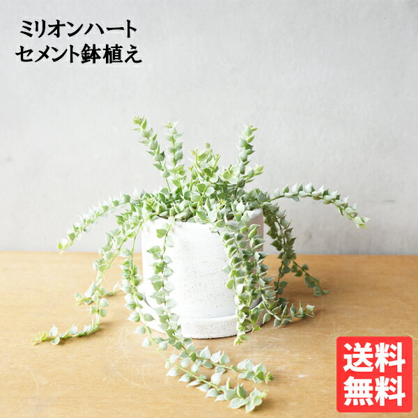 観葉植物 小さい ディスキディア ミリオンハート 斑入り 白色鉢植え セメントホワイト ミニ 卓上 ルスキフォリア 垂れる 吊るす 吊れる 送料無料 サイズ 小型 インテリア