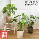 モンステラ モンステラ 6号 ボタニープランター植え 送料無料 観葉植物 おしゃれ 中型 インテリア