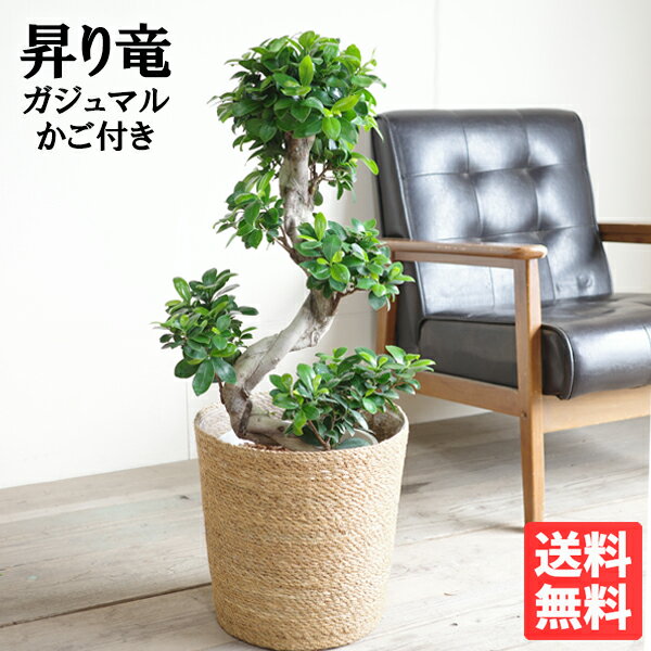 昇り龍樹形 大型 ガジュマル の 木 ねじり 曲がり S字 やわらかいかご付 お祝い 送料無料 観葉植物 おしゃれ 中型 フィカス ゴムの木 インテリア ガジュマロ 商売繁盛