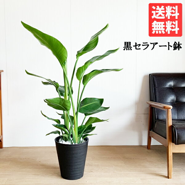 オーガスタ 8号 ブラックセラアート鉢植え ストレリチア 送料無料 観葉植物 中型 大型 インテリア スト..