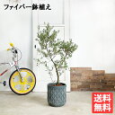 オリーブ ファイバーセメント鉢植え ブルーブラック 送料無料 玄関 観葉植物 大型 鉢植え おしゃれ インテリア 中型 オリーブの木 販売 結婚式 記念樹 寒さに強い 楽天 通販 ギフト プレゼント