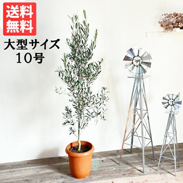 オリーブ 観葉植物 大型 オリーブ 10号鉢 法人様送料無料 庭木 鉢植え おしゃれ インテリア オリーブの木 販売 結婚式 記念樹 寒さに強い