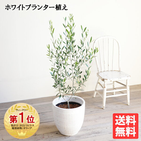 オリーブの木 オリーブ ホワイトプランター 選べる鉢 送料無料 鉢植え 観葉植物 バルコニー テラス ベランダ おしゃれ インテリア 中型 大型 結婚式 記念樹 寒さに強い 花 ガーデン DIY 楽天 通販 ギフト プレゼント育てやすい 御祝 開店祝 開業祝 新築祝 引っ越し祝い