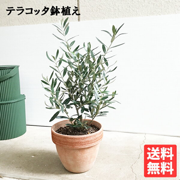 オリーブ オリーブ イタリア製 テラコッタ鉢植え 送料無料 庭木 鉢植え 観葉植物 おしゃれ インテリア 中型 オリーブの木 寒さに強い ウエディング 植樹 記念樹 結婚式