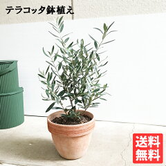 https://thumbnail.image.rakuten.co.jp/@0_mall/the-green/cabinet/olive6tera.jpg