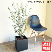 オリーブの木 オリーブ 黒色キューブ植え 送料無料 鉢植え 観葉植物 バルコニー テラス ベランダ おしゃれ インテリア 中型 大型 結婚式 記念樹 寒さに強い 花 ガーデン DIY 楽天 通販 ギフト プレゼント育てやすい 御祝 開店祝 開業祝 新築祝 引っ越し祝い