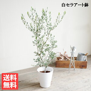 オリーブ オリーブの木 ホワイトセラアート鉢 8号鉢 送料無料 庭木 鉢植え 観葉植物 おしゃれ インテリア 中型 大型 オリーブの木 販売 結婚式 記念樹 寒さに強い