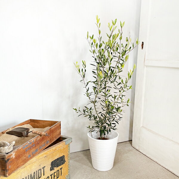 オリーブ オリーブの木 ホワイトセラアート鉢 ...の紹介画像2