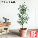 オリーブ テラコッタ鉢植え 素焼き鉢 送料無料 庭木 鉢植え 観葉植物 おしゃれ インテリア 中型 大型 オリーブの木 販売 結婚式 記念樹 寒さに強い 楽天 通販 ギフト プレゼント