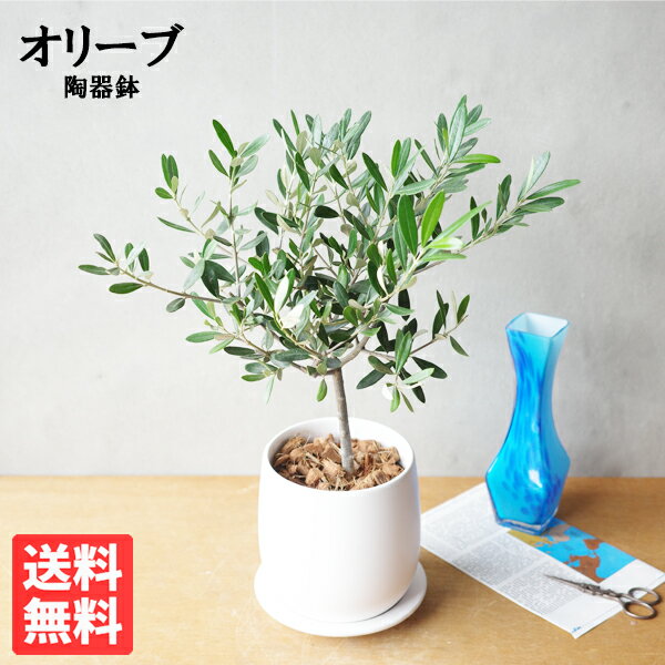 観葉植物 オリーブの木 ホワイト陶