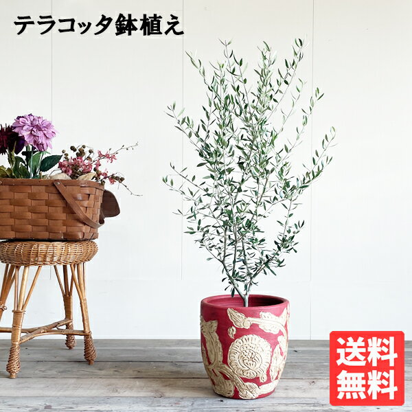 観葉植物 オリーブ 赤テラコッタ鉢植え 送料無料 玄関 鉢植え バルコニー テラス ベランダ おしゃれ インテリア 中型 大型 オリーブの木 販売 結婚式 記念樹 寒さに強い 花 ガーデン DIY 楽天 通販 ギフト プレゼント 1