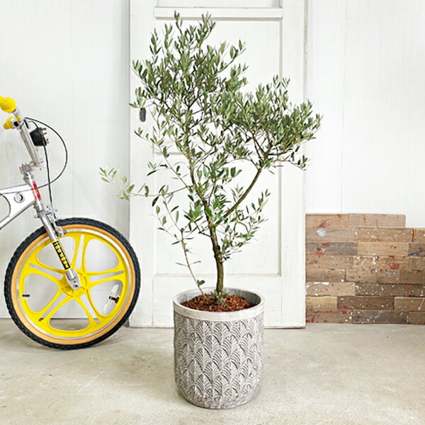 オリーブファイバーセメント鉢植えシルバーグレイ送料無料庭木鉢植え観葉植物おしゃれインテリア中型大型オリーブの木販売結婚式記念樹寒さに強い楽天通販ギフトプレゼント