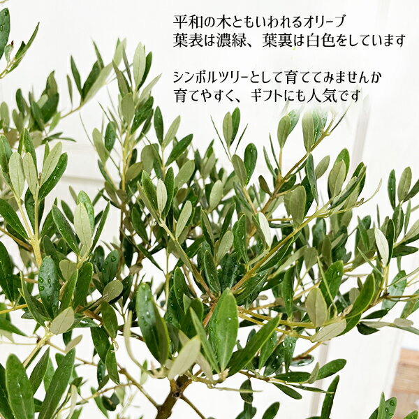 オリーブファイバーセメント鉢植えシルバーグレイ送料無料庭木鉢植え観葉植物おしゃれインテリア中型大型オリーブの木販売結婚式記念樹寒さに強い楽天通販ギフトプレゼント