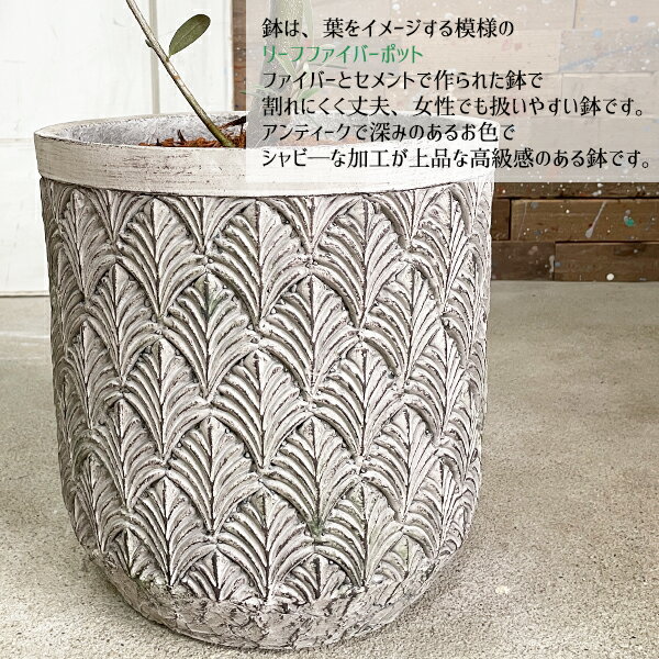 オリーブファイバーセメント鉢植えシルバーグレイ送料無料庭木鉢植え観葉植物おしゃれインテリア中型大型オリーブの木販売結婚式記念樹寒さに強い楽天通販ギフトプレゼント