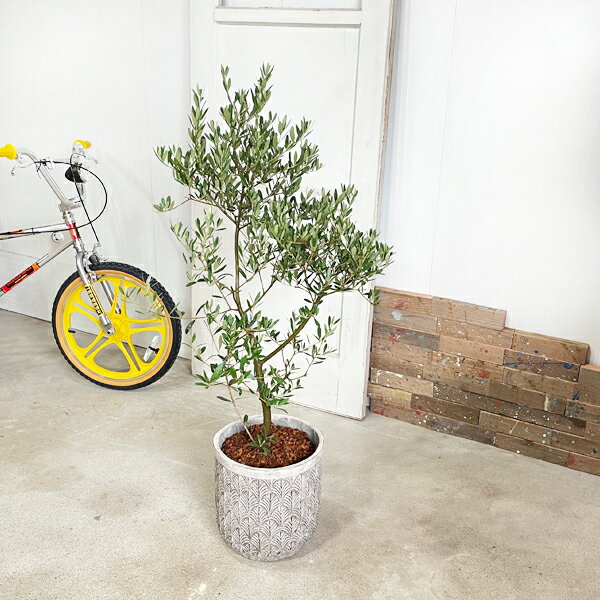 オリーブファイバーセメント鉢植えシルバーグレイ送料無料庭木鉢植え観葉植物おしゃれインテリア中型大型オリーブの木販売結婚式記念樹寒さに強い楽天通販ギフトプレゼント