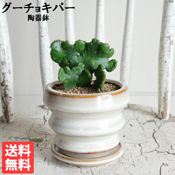 楽天市場】珍しい 多肉 植物（種類（植物）ユーフォルビア）の通販