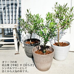楽天市場 オリーブの木 選べる鉢カラー ボタニーポット 新素材 自宅用 ギフト 送料無料 観葉植物 オリーブ 寒さに強い ウエディング 植樹 記念樹 結婚式 観葉植物のthe Green 楽天市場 オリーブの木 選べる鉢カラー ボタニーポット 新素材 自宅用 ギフト 送料無料 観葉植物 オリーブ 寒さに強い ウエディング 植樹 記念樹 結婚式 観葉植物のthe Green