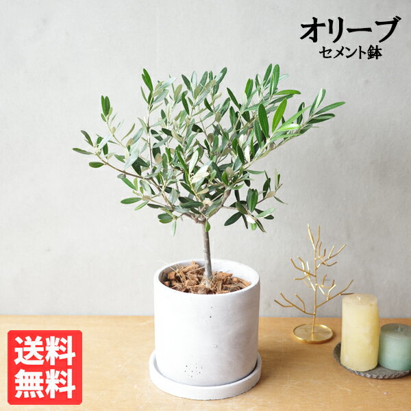 オリーブ 観葉植物 小さい オリーブの木 アッシュグレー セメント鉢植え 丸型 送料無料 庭木 鉢植え おしゃれ インテリア 中型 小型 ミニ オリーブ