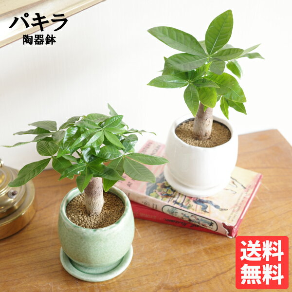 楽天市場】観葉植物 ミニ 金のなる木の通販 楽天市場】観葉植物 ミニ 金のなる木の通販