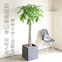 観葉植物 大型 パキラ 10号 法人様送料無料 キューブ型 デザイナーズ 高級鉢カバー付 ブラック ねじり 編み プレミアム おしゃれ 尺鉢 大鉢 10号鉢 イ...