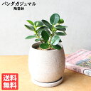 観葉植物 小さい パンダガジュマル 卓上サイズ 陶器鉢植え ミニ ゴムの木 希少種 おしゃれ 送料無料 ガジュマロ インテリア 商売繁盛