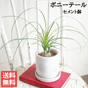 ポニーテール 観葉植物 小さい ポニーテール アッシュグレー セメント鉢植え トックリラン ノリナ 卓上 デザイン鉢