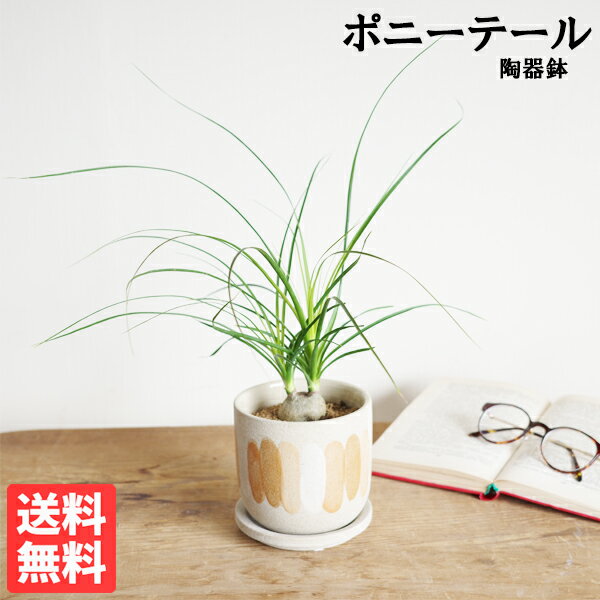 ポニーテール 観葉植物 小さい ポニーテール 陶器鉢植え トックリラン ノリナ 卓上 デザイン鉢