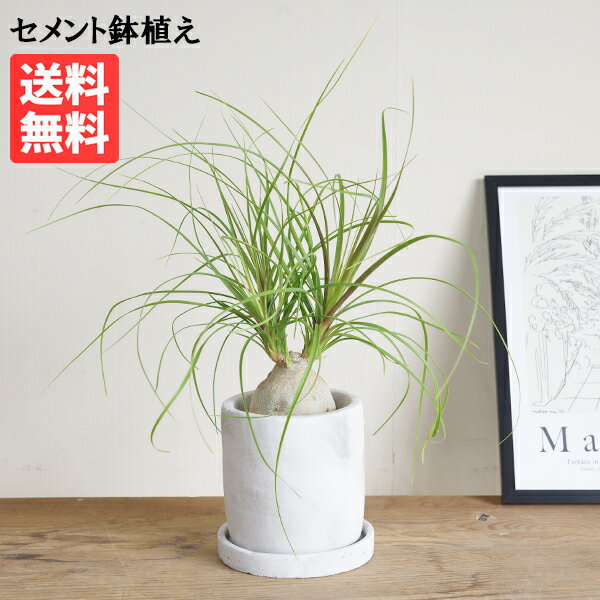 Rakuten - 観葉植物 小さい ポニーテール アッシュグレー セメント鉢植え トックリラン ノリナ 卓上 小型 珍奇