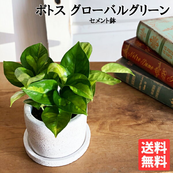 ポトス 観葉植物 小さい ポトス グローバルグリーン 白色鉢植え セメントホワイト ミニ 卓上 セメントポット 丈夫で簡単 送料無料