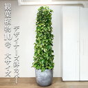 観葉植物 大型 法人様送料無料 ポトス 特大 タワー仕立て 10号 ラウンド型 ファイバー樹脂製 高級鉢カバー付 アッシュグレー プレミアム おしゃれ 尺鉢 大鉢 10号鉢 大サイズ 大きいサイズ インテリア 鉢カバー付き