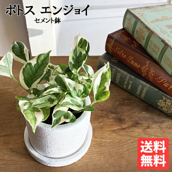 ポトス 観葉植物 小さい ポトス エンジョイ 白色鉢植え セメントホワイト ミニ 卓上 セメントポット 丈夫で簡単 送料無料