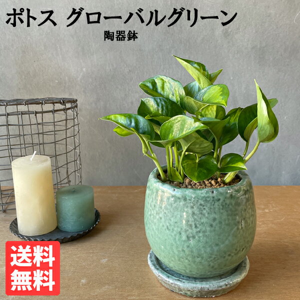 ポトス 観葉植物 小さい ポトス グローバルグリーン グリーン アンティークテラコッタ鉢植え 丈夫で簡単 ミニ 卓上 丈夫で簡単 送料無料