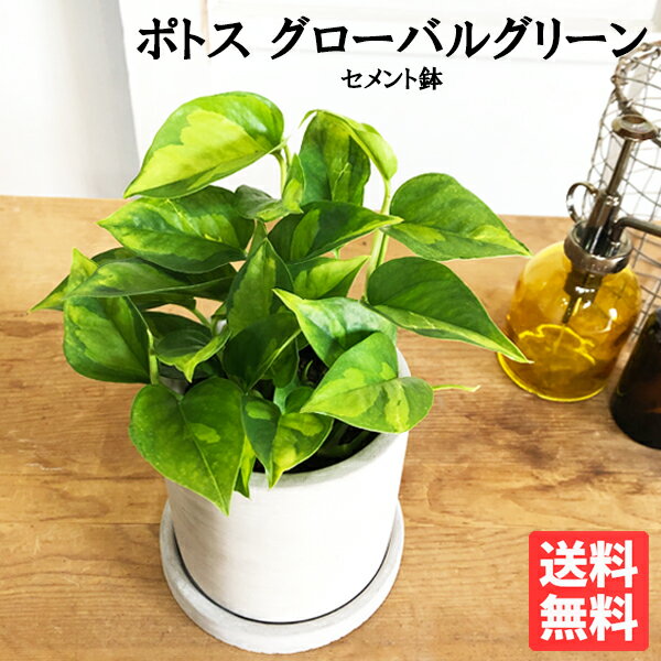 ポトス 観葉植物 小さい ポトス グローバルグリーン アッシュグレー鉢植え セメント鉢植え ミニ 卓上 セメントポット 丈夫で簡単 送料無料