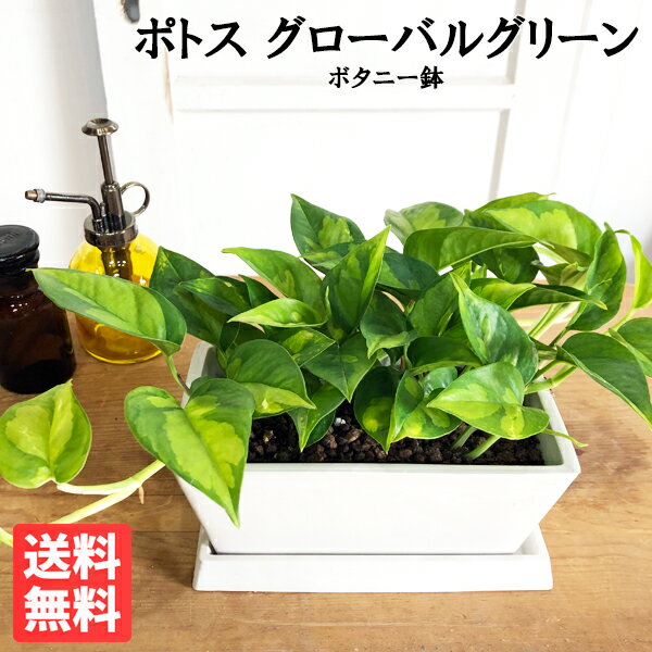 観葉植物 小さい ポトス グローバルグリーン スクエア鉢植え ボタニープランター ホワイト 卓上 丈夫で簡単 送料無料