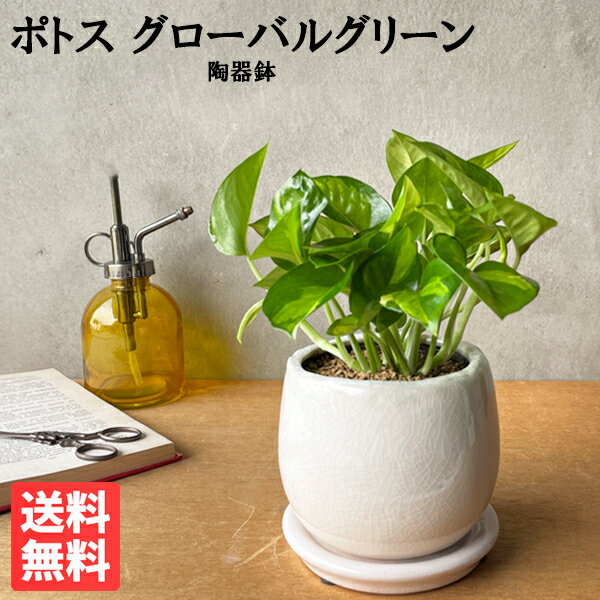 観葉植物 小さい ポトス グローバルグリーン ホワイト アンティークテラコッタ鉢植え 丈夫で簡単 ミニ 卓上 丈夫で簡単 送料無料