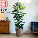 観葉植物 大型 ロブスター ゴムの木 バナナリーフ鉢カバー付 フィカス 10号 法人様送料無料 おしゃれ 尺鉢 大鉢 10号鉢 大サイズ 大きいサイズ インテリア