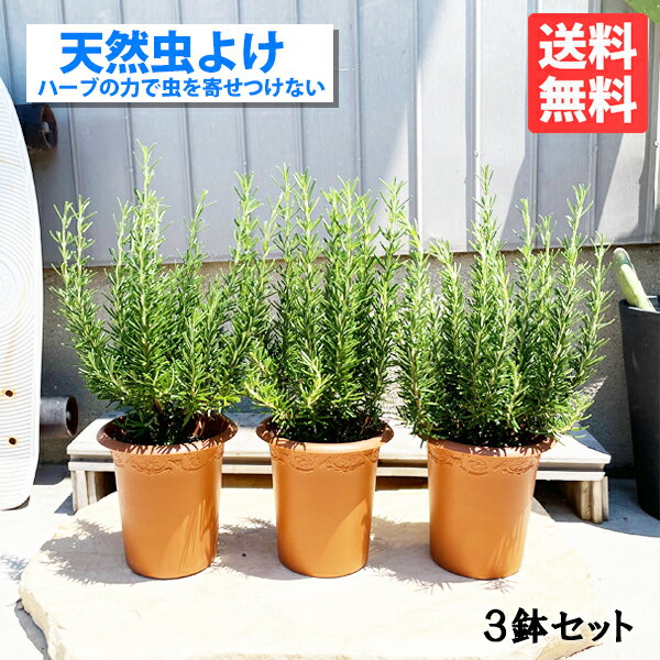 蚊よけや虫除けができる植物！飾れる最強ハーブを教えてください