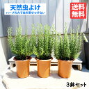 観葉植物 小さい ローズマリー 3鉢セット 立性 鉢植え 苗 苗木 ハーブ 3株 寒さに強い 天然虫よけ 蚊よけ 天然 送料無料