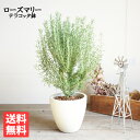 ローズマリー アイボリーテラコッタ鉢植え 送料無料 防虫 虫よけハーブ 鉢植え 観葉植物 おしゃれ インテリア 中型 小型 ベランダ テラス バルコニー ハーブ 寒さに強い