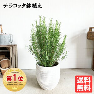 ベランダで育てられる！人気のあるおしゃれな観葉植物のおすすめを教えて！