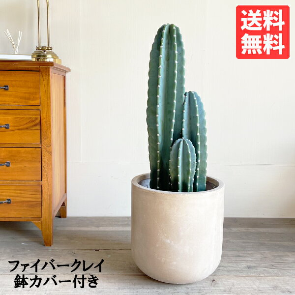 大型サボテン|人気の観葉植物!インテリアとしても映えるの 大型サボテン|人気の観葉植物!インテリアとしても映えるの
