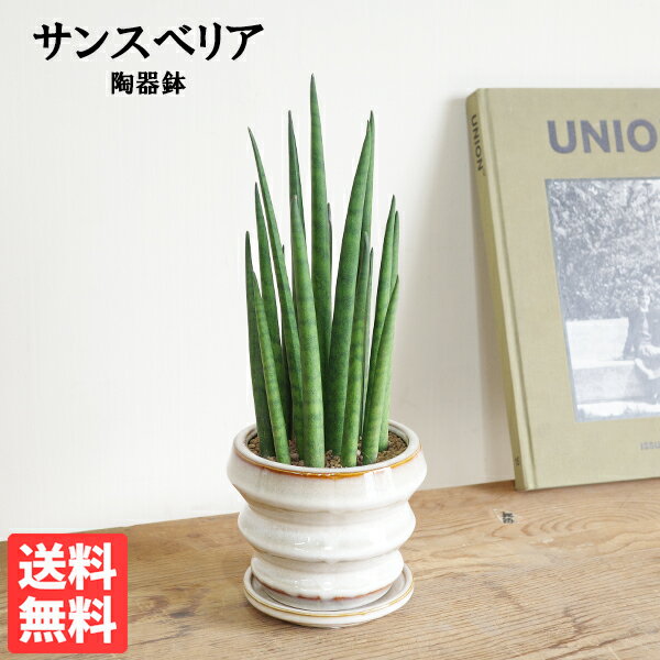 Rakuten - 観葉植物 小さい サンスベリア ミカド 陶器鉢植え 卓上サイズ 段丸フォルム陶器鉢 本物 サンセベリア バキュラリス 送料無料 ミニサイズ 小型 インテリア