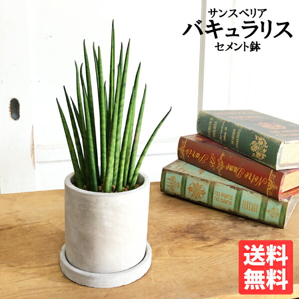 観葉植物 小さい サンスベリア アッシュグレー鉢植え セメントポット 卓上サイズ 本物 サンセベリア バキュラリス ミカド 送料無料 ミニサイズ 小型 インテリア