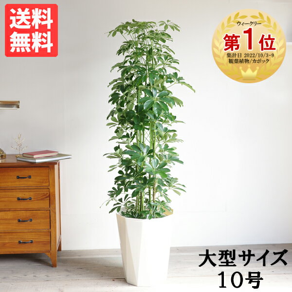 観葉植物 大型 シェフレラ 青 ホン