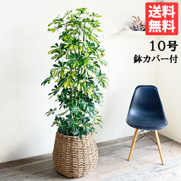 シェフレラ 観葉植物 観葉植物 大型 イエロー 斑入り シェフレラ ホンコンカポック 10号 法人様送料無料 手編みバスケット付き プレミアム おしゃれ 尺鉢 大鉢 10号鉢 大サイズ 大きいサイズ インテリア 鉢カバー付き