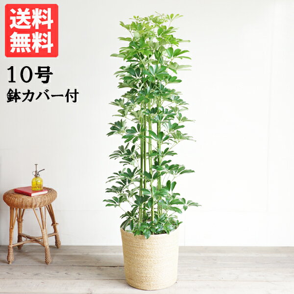 カポック 観葉植物 大型 シェフレラ 青 ホンコンカポック 10号 やわらかいかご付 法人様送料無料 おしゃれ 尺鉢 大鉢 10号鉢 大サイズ 大きいサイズ インテリア 鉢カバー付き