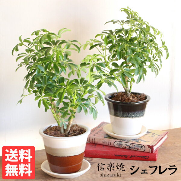 観葉植物 シェフレラ 信楽焼 陶器鉢植え 卓上サイズ 送料無料 made in japan 小型 インテリア