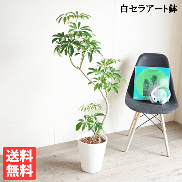 シェフレラ 観葉植物 シェフレラ コンパクタ 観葉植物 S字樹形 ホワイトセラアート鉢 8号 丈夫 育てやすい 送料無料