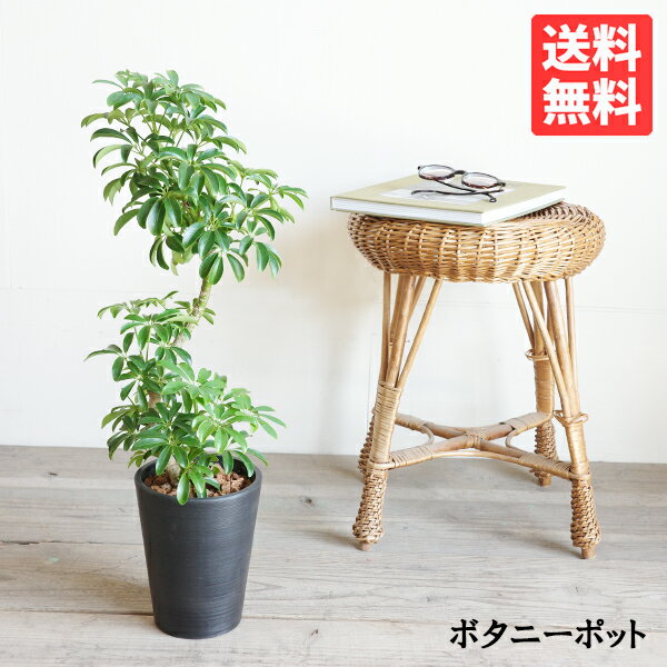 シェフレラ 観葉植物 シェフレラ コンパクタ 観葉植物 トールボタニープランター ダークグレー 中型 丈夫 育てやすい 送料無料